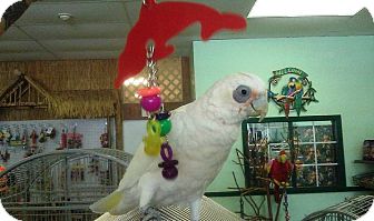 Cockatoo for Sale in Tampa, Florida - Stella Cockatoo for Sale in Tampa, Florida - Stella