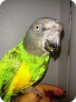 Poicephalus (including Senegal and Meyer's) for Sale in Tampa, Florida - Ricky Poicephalus (including Senegal and Meyer's) for Sale in Tampa, Florida - Ricky