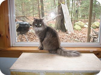 Domestic Longhair Cat for Sale in Portland, Maine - Asia Domestic Longhair Cat for Sale in Portland, Maine - Asia