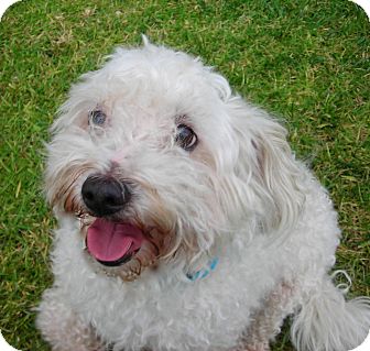 Bichon Frise Dog for Sale in El Cajon, California - Charlie Bichon Frise Dog for Sale in El Cajon, California - Charlie
