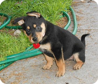 German Shepherd Dog/Labrador Retriever Mix Puppy for Sale in Torrance, California - NATTIE German Shepherd Dog/Labrador Retriever Mix Puppy for Sale in Torrance, California - NATTIE