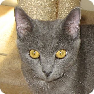 Russian Blue Kitten for Sale in Hamilton, New Jersey - LUCY Russian Blue Kitten for Sale in Hamilton, New Jersey - LUCY