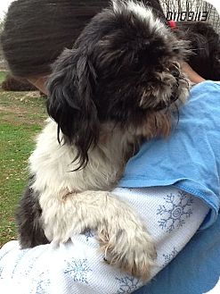 Shih Tzu Dog for Sale in Stamford, Connecticut - Cicely Shih Tzu Dog for Sale in Stamford, Connecticut - Cicely