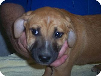 Labrador Retriever/Shepherd (Unknown Type) Mix Puppy for Sale in Germantown, Maryland - Thadeus Labrador Retriever/Shepherd (Unknown Type) Mix Puppy for Sale in Germantown, Maryland - Thadeus