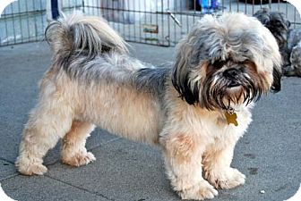 Lhasa Apso Dog for Sale in Los Angeles, California - MURFEE Lhasa Apso Dog for Sale in Los Angeles, California - MURFEE