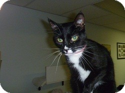 Domestic Shorthair Cat for Sale in Hamburg, New York - Rosa Domestic Shorthair Cat for Sale in Hamburg, New York - Rosa