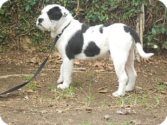 Terrier (Unknown Type, Medium)/English Bulldog Mix Puppy for Sale in Chula Vista, California - Scruffy Terrier (Unknown Type, Medium)/English Bulldog Mix Puppy for Sale in Chula Vista, California - Scruffy