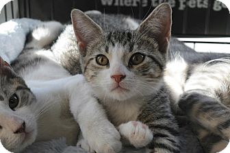 Domestic Shorthair Kitten for Sale in New York, New York - Paprika Domestic Shorthair Kitten for Sale in New York, New York - Paprika