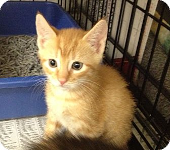 Domestic Shorthair Kitten for Sale in Oceanside, New York - Dale Domestic Shorthair Kitten for Sale in Oceanside, New York - Dale