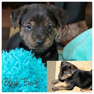 American Bulldog/American Pit Bull Terrier Mix Puppy for Sale in Westland, Michigan - Bart American Bulldog/American Pit Bull Terrier Mix Puppy for Sale in Westland, Michigan - Bart