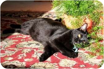 Domestic Shorthair Cat for Sale in Nolensville, Tennessee - Ebony and Tiger Domestic Shorthair Cat for Sale in Nolensville, Tennessee - Ebony and Tiger