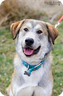 Husky Mix Dog for Sale in Howell, Michigan - Preston Husky Mix Dog for Sale in Howell, Michigan - Preston
