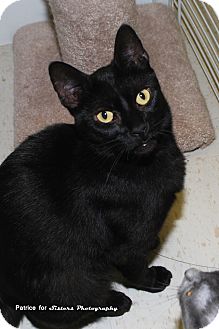 Domestic Shorthair Cat for Sale in Lincoln, Nebraska - Pretty Baby Domestic Shorthair Cat for Sale in Lincoln, Nebraska - Pretty Baby