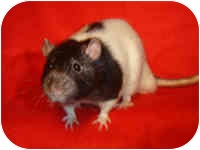 Rat for Sale in Winner, South Dakota - Jarrett Rat for Sale in Winner, South Dakota - Jarrett