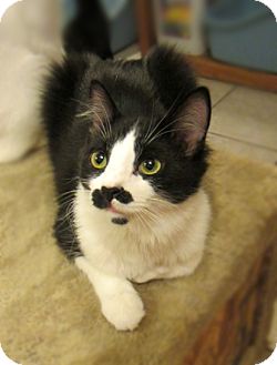 Domestic Longhair Cat for Sale in Long Beach, California - Jameson Domestic Longhair Cat for Sale in Long Beach, California - Jameson
