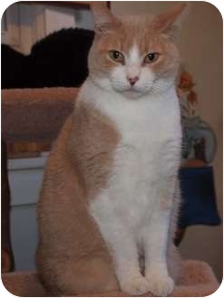 Domestic Shorthair Cat for Sale in Ocean City, New Jersey - Peaches Domestic Shorthair Cat for Sale in Ocean City, New Jersey - Peaches