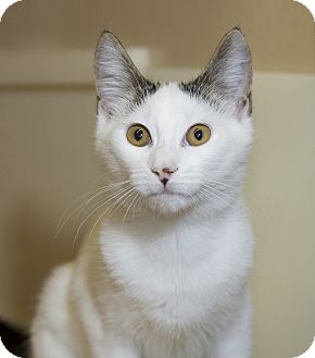 Domestic Shorthair Kitten for Sale in Farmingdale, New York - Vera Domestic Shorthair Kitten for Sale in Farmingdale, New York - Vera