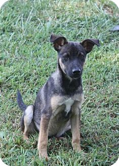 Shepherd (Unknown Type) Mix Puppy for Sale in Danbury, Connecticut - Wilbur Shepherd (Unknown Type) Mix Puppy for Sale in Danbury, Connecticut - Wilbur