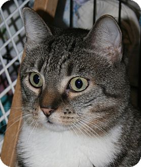 Domestic Shorthair Cat for Sale in Plainville, Massachusetts - Gronk Domestic Shorthair Cat for Sale in Plainville, Massachusetts - Gronk