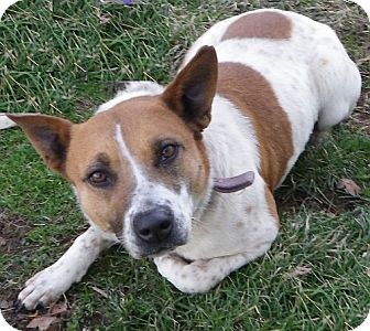 Shepherd (Unknown Type) Mix Dog for Sale in Brookville, Indiana - Sweetie Shepherd (Unknown Type) Mix Dog for Sale in Brookville, Indiana - Sweetie