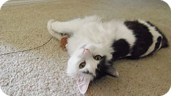 Domestic Longhair Cat for Sale in Boise, Idaho - Kyah Domestic Longhair Cat for Sale in Boise, Idaho - Kyah