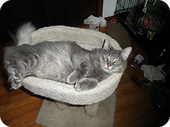 Domestic Longhair Cat for Sale in Milwaukee, Wisconsin - Fluffa Domestic Longhair Cat for Sale in Milwaukee, Wisconsin - Fluffa