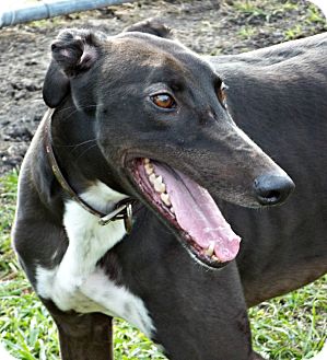 Greyhound Dog for Sale in Longwood, Florida - Jacks Uncle Mo Greyhound Dog for Sale in Longwood, Florida - Jacks Uncle Mo