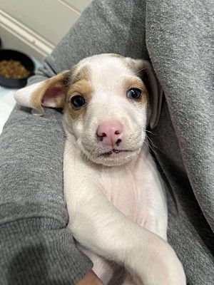 Lewis Center Oh Blue Heeler Beagle Meet Harry Heelers A Pet For