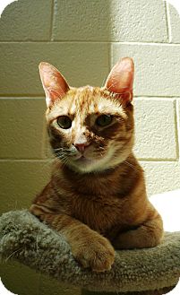 Domestic Shorthair Cat for Sale in Chula Vista, California - Riley Domestic Shorthair Cat for Sale in Chula Vista, California - Riley