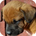 Boxer/Labrador Retriever Mix Puppy for Sale in Manchester, Connecticut - Senorcool ADOPTION PENDING Boxer/Labrador Retriever Mix Puppy for Sale in Manchester, Connecticut - Senorcool ADOPTION PENDING