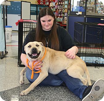 Labrador Retriever/Black Mouth Cur Mix Dog for Sale in Euless, Texas - Sunday Labrador Retriever/Black Mouth Cur Mix Dog for Sale in Euless, Texas - Sunday
