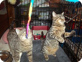 Domestic Shorthair Kitten for Sale in douglaston, New York - CHUBBY TABBIES Domestic Shorthair Kitten for Sale in douglaston, New York - CHUBBY TABBIES