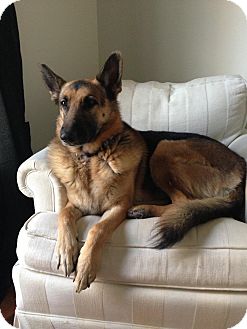 German Shepherd Dog Dog for Sale in Nashville, Tennessee - Marley German Shepherd Dog Dog for Sale in Nashville, Tennessee - Marley