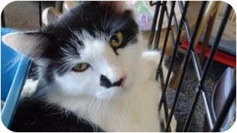 Domestic Mediumhair Cat for Sale in La Canada Flintridge, California - Patton Domestic Mediumhair Cat for Sale in La Canada Flintridge, California - Patton