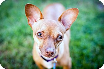 Chihuahua Mix Dog for Sale in Bellflower, California - Barney - 7 lbs! Chihuahua Mix Dog for Sale in Bellflower, California - Barney - 7 lbs!
