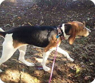 Treeing Walker Coonhound Dog for Sale in Stephens City, Virginia - Dixie Treeing Walker Coonhound Dog for Sale in Stephens City, Virginia - Dixie
