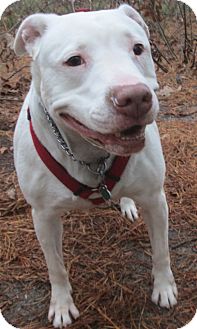 Pit Bull Terrier/Labrador Retriever Mix Dog for Sale in Forked River, New Jersey - Sasha Pit Bull Terrier/Labrador Retriever Mix Dog for Sale in Forked River, New Jersey - Sasha