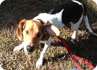Hound (Unknown Type) Mix Puppy for Sale in Largo, Florida - Wyatt Hound (Unknown Type) Mix Puppy for Sale in Largo, Florida - Wyatt