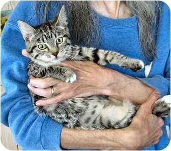 Domestic Shorthair Cat for Sale in Fairbury, Nebraska - Hazar Domestic Shorthair Cat for Sale in Fairbury, Nebraska - Hazar