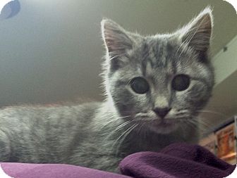 Domestic Shorthair Cat for Sale in New Haven, Connecticut - Edie Domestic Shorthair Cat for Sale in New Haven, Connecticut - Edie