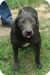Weimaraner/Mountain Cur Mix Dog for Sale in Windham, New Hampshire - Dash (100 Off) Weimaraner/Mountain Cur Mix Dog for Sale in Windham, New Hampshire - Dash (100 Off)