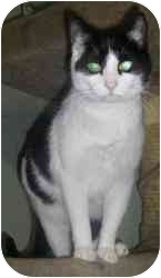 Domestic Shorthair Cat for Sale in Strathmore, Alberta - Fern Domestic Shorthair Cat for Sale in Strathmore, Alberta - Fern