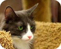 Russian Blue Kitten for Sale in Mesa, Arizona - Star Russian Blue Kitten for Sale in Mesa, Arizona - Star