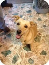 Corgi/Labrador Retriever Mix Dog for Sale in Russellville, Kentucky - Chloe Corgi/Labrador Retriever Mix Dog for Sale in Russellville, Kentucky - Chloe