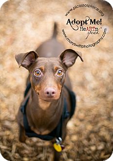 Miniature Pinscher Dog for Sale in Myersville, Maryland - Danny Miniature Pinscher Dog for Sale in Myersville, Maryland - Danny