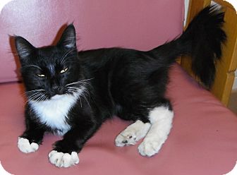 Domestic Longhair Cat for Sale in Jackson, Michigan - Thumper Domestic Longhair Cat for Sale in Jackson, Michigan - Thumper