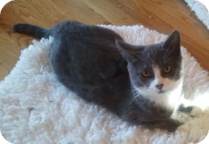Domestic Shorthair Kitten for Sale in Colorado Springs, Colorado - Raye Domestic Shorthair Kitten for Sale in Colorado Springs, Colorado - Raye