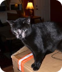 Domestic Shorthair Cat for Sale in Xenia, Ohio - Dee Domestic Shorthair Cat for Sale in Xenia, Ohio - Dee