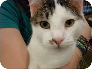 Domestic Shorthair Cat for Sale in Kansas City, Missouri - Slick Domestic Shorthair Cat for Sale in Kansas City, Missouri - Slick