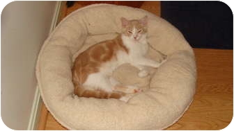 Domestic Shorthair Cat for Sale in Spotsylvania, Virginia - Sonny Domestic Shorthair Cat for Sale in Spotsylvania, Virginia - Sonny